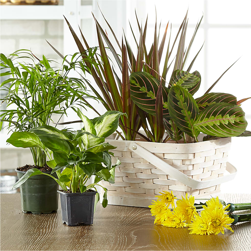 Florist Designed Blooming and Green Plants in a Basket – Coleman Brothers Flowers Inc, Richmond VA