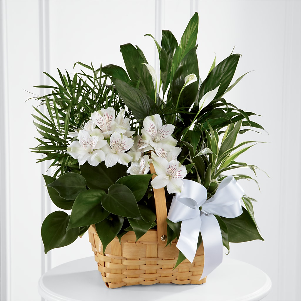 Peace & Serenity Dishgarden – Coleman Brothers Flowers Inc, Richmond VA
