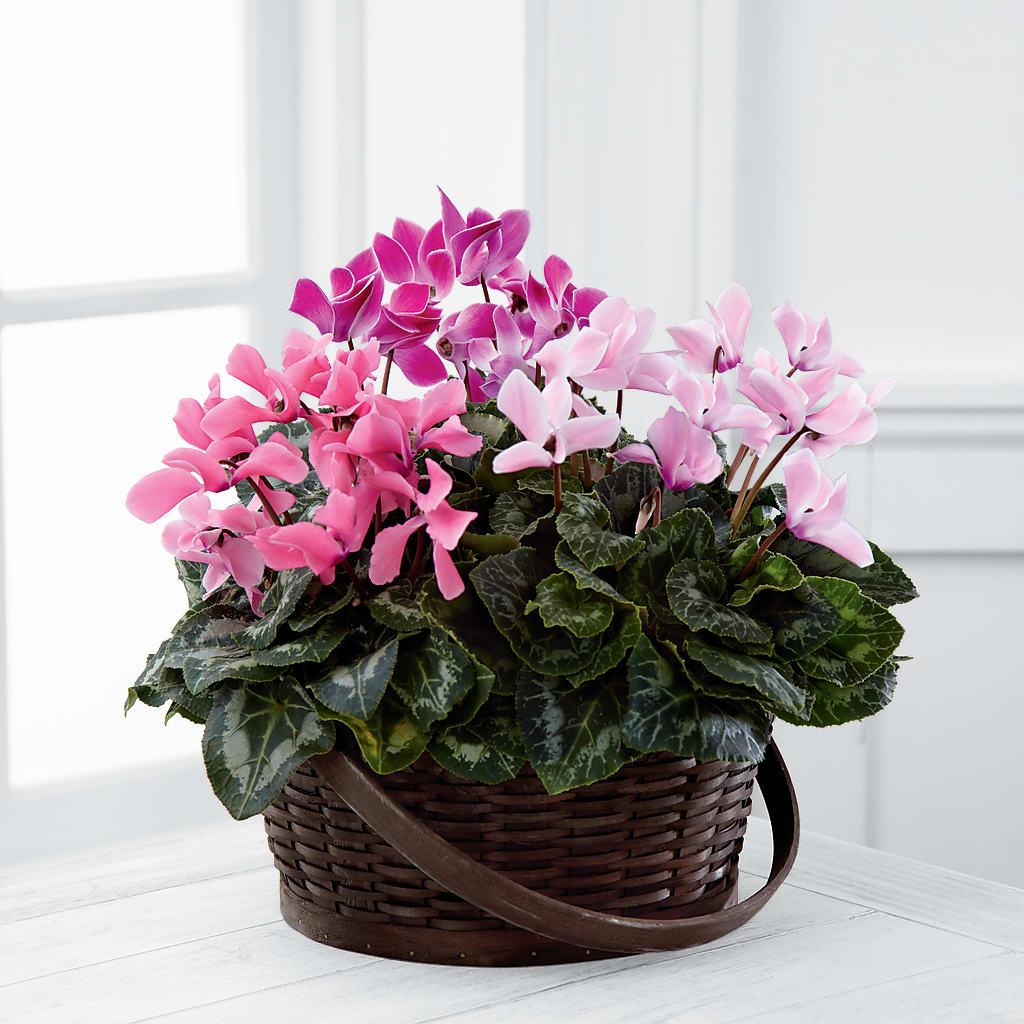 Mixed Cyclamen Planter – Coleman Brothers Flowers Inc, Richmond VA