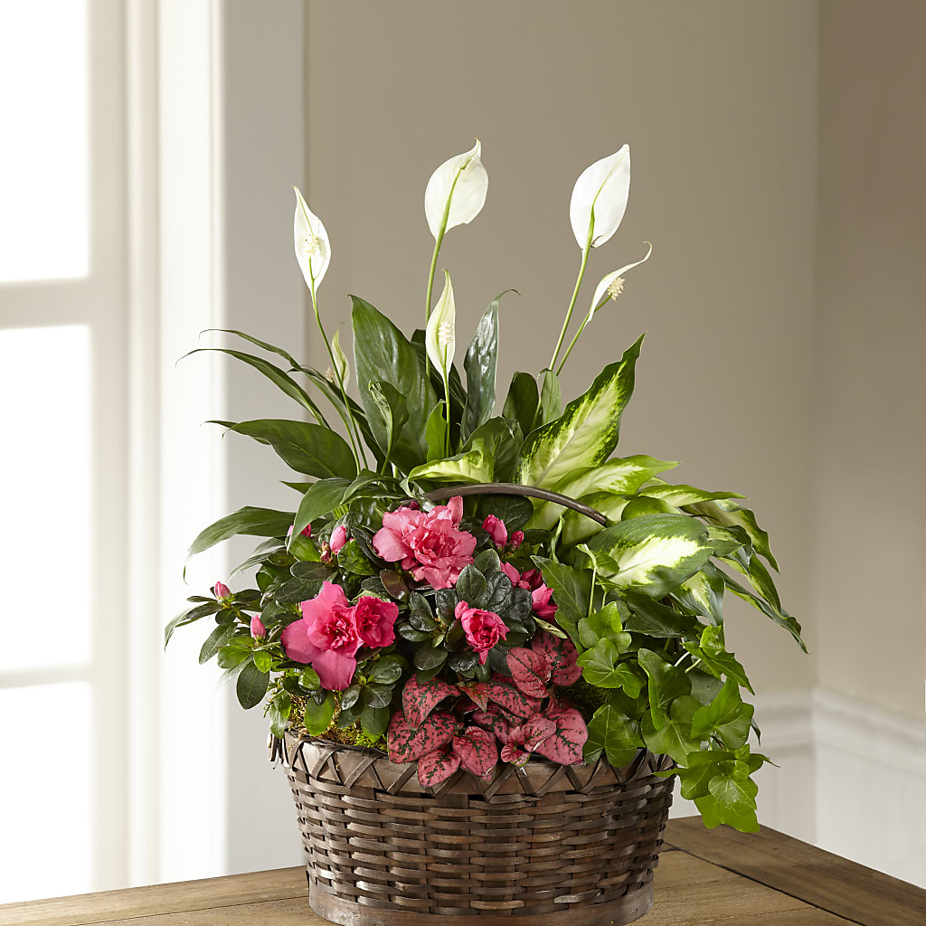 Dream in Pink Dishgarden – Coleman Brothers Flowers Inc, Richmond VA