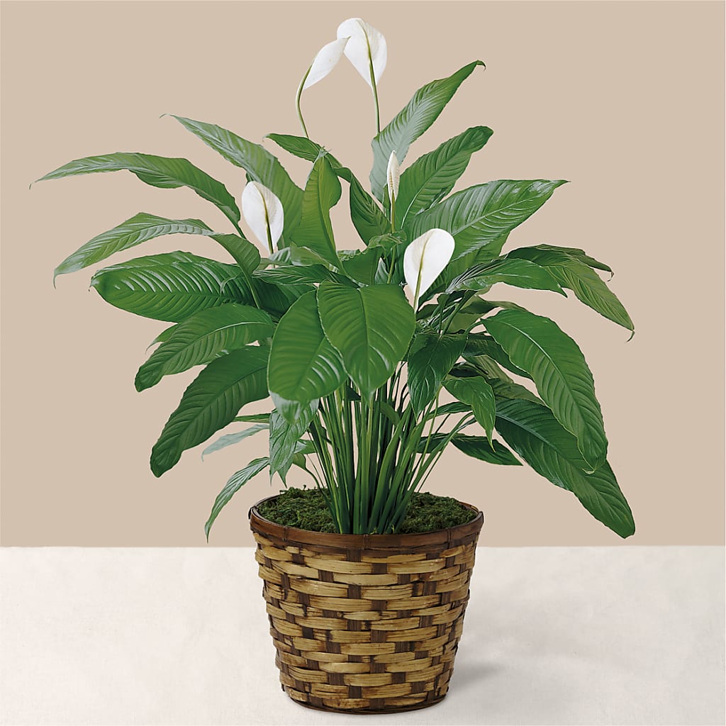 Tranquil Moments Peace Lily Plant – Coleman Brothers Flowers Inc, Richmond VA