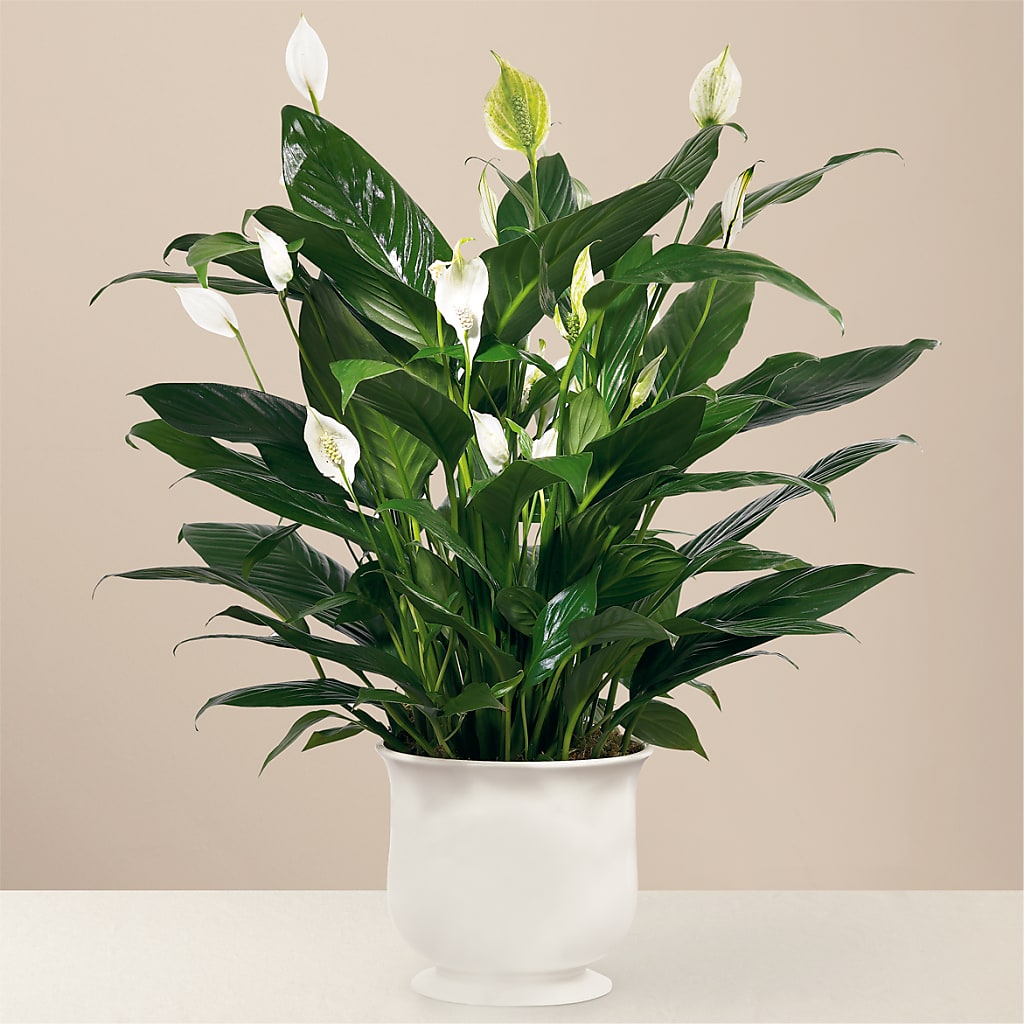 Comfort Planter – Coleman Brothers Flowers Inc, Richmond VA