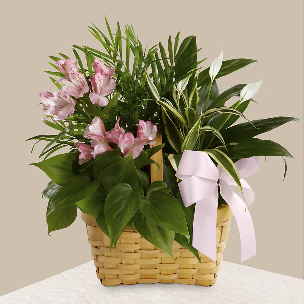 Living Spirit Dishgarden – Coleman Brothers Flowers Inc, Richmond VA