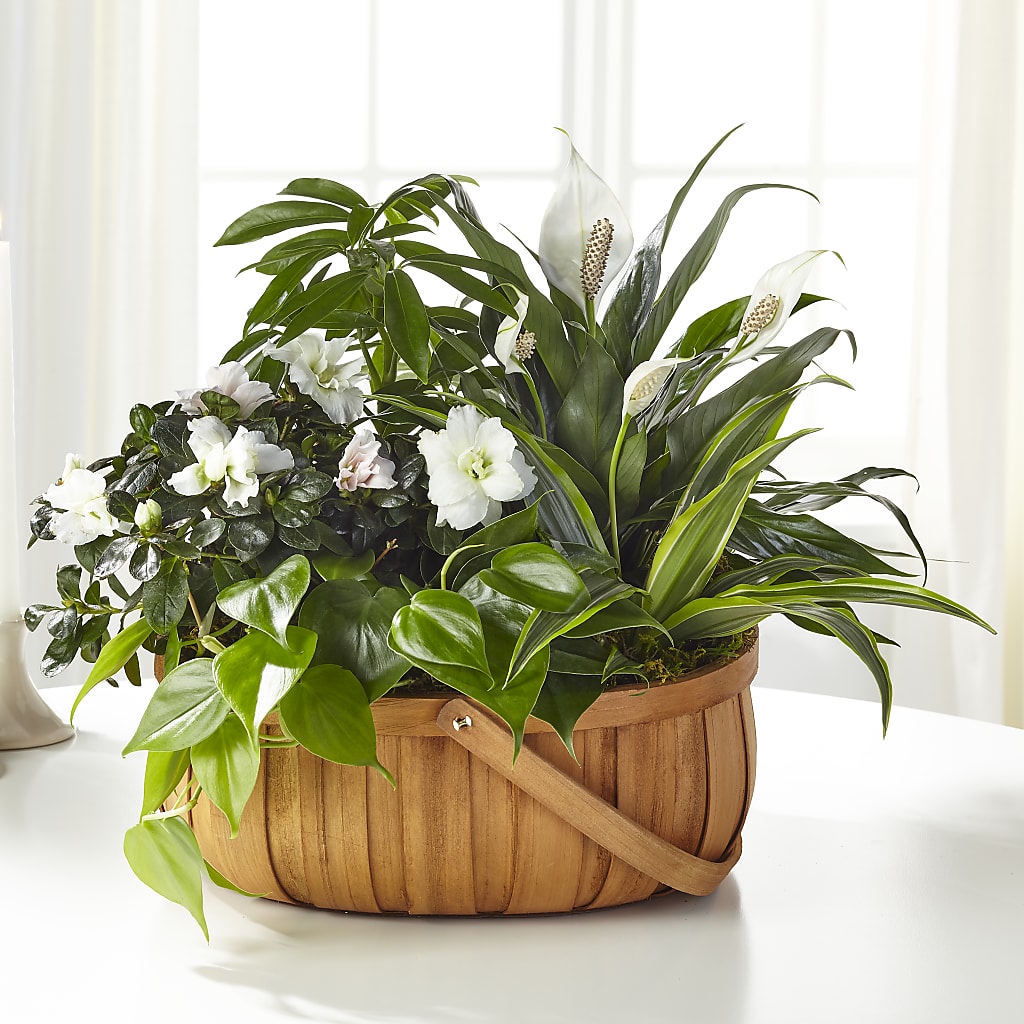 Serene Dishgarden – Coleman Brothers Flowers Inc, Richmond VA