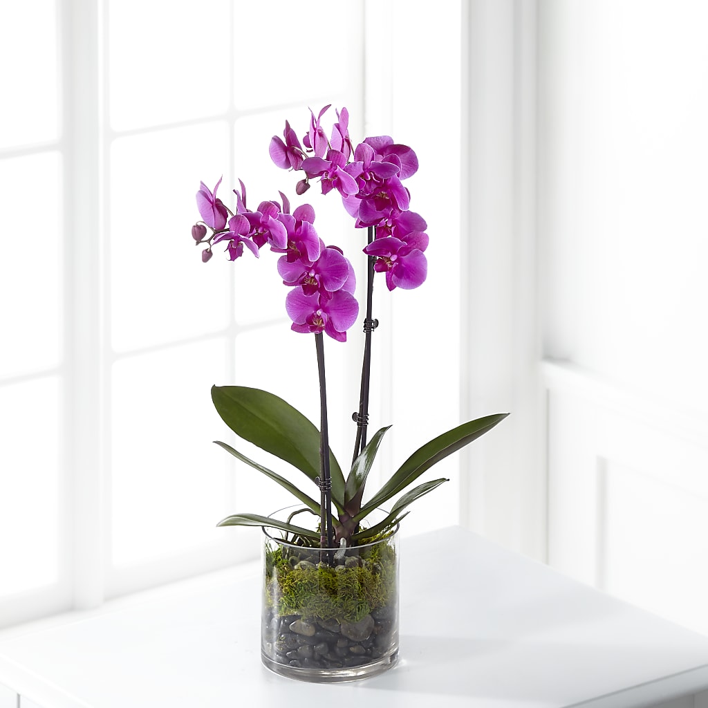 Pink Orchid Plant – Coleman Brothers Flowers Inc, Richmond VA