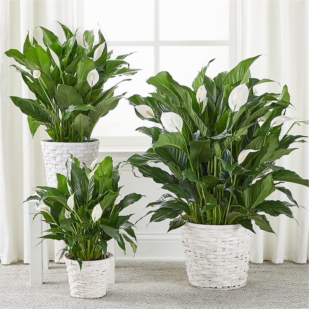 A New Leaf Peace Lily – Coleman Brothers Flowers Inc, Richmond VA