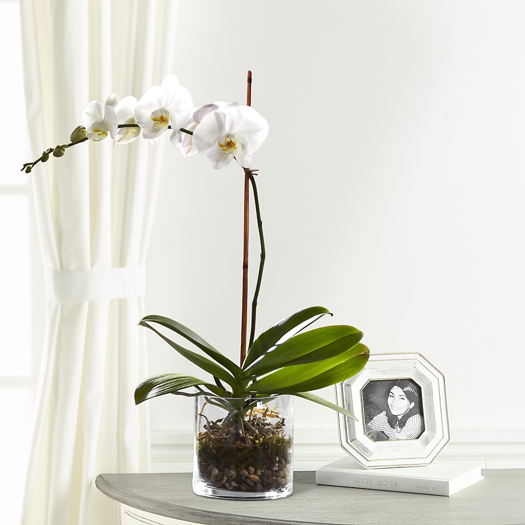 White Orchid Planter – Coleman Brothers Flowers Inc, Richmond VA