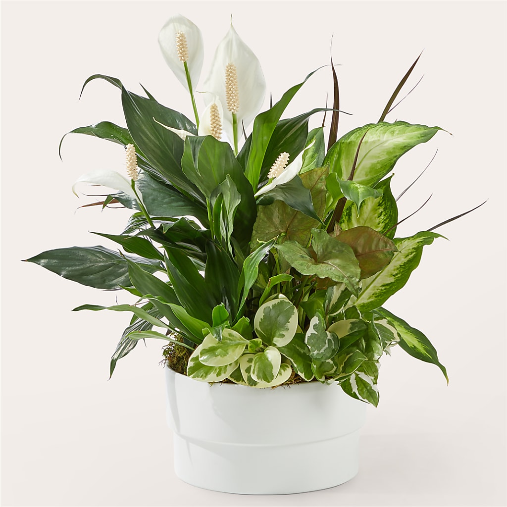 Radiating Positivity Dishgarden – Coleman Brothers Flowers Inc, Richmond VA