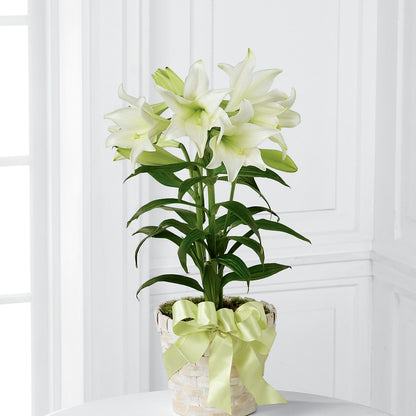 Easter Lily Plant –  Coleman Brothers Flowers Inc, Richmond VA