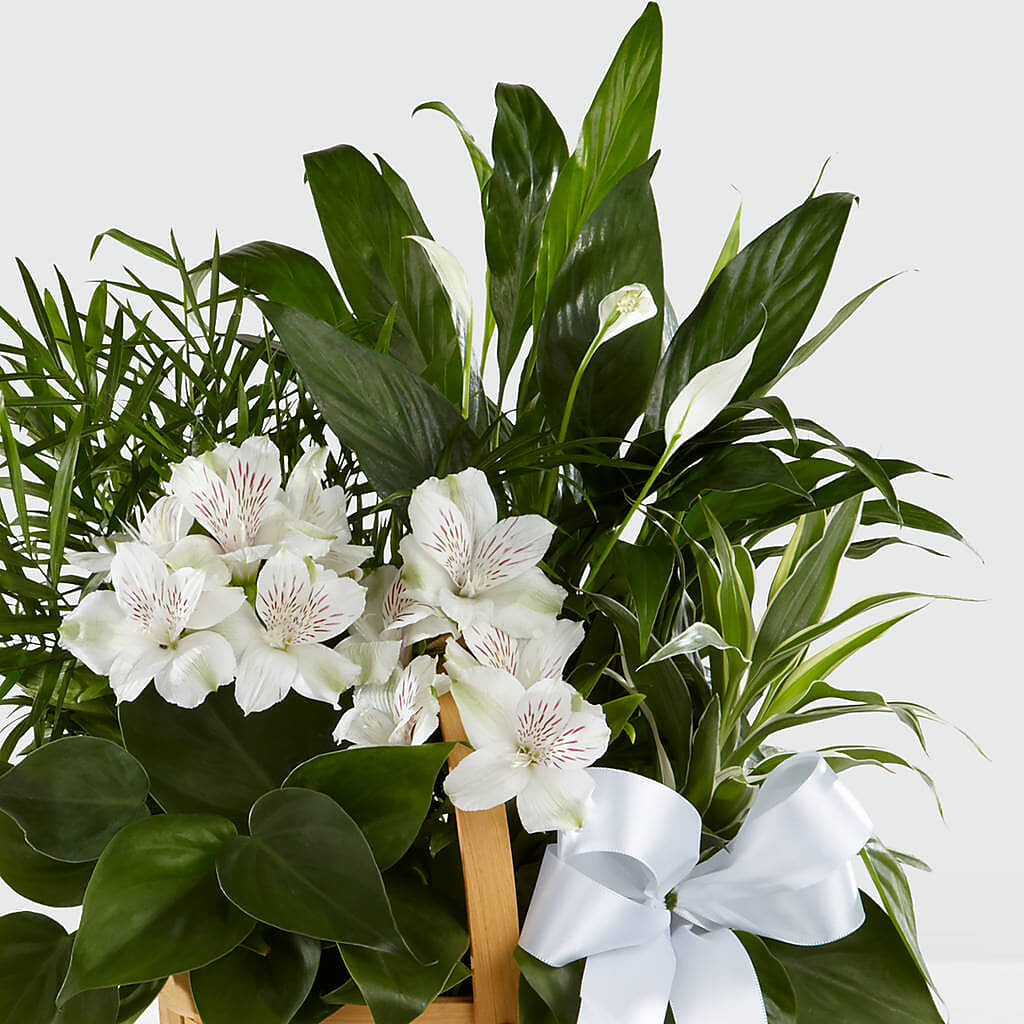 Peace & Serenity Dishgarden –  Coleman Brothers Flowers Inc, Richmond VA