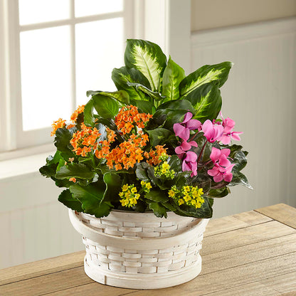 Color Crush Dishgarden –  Coleman Brothers Flowers Inc, Richmond VA