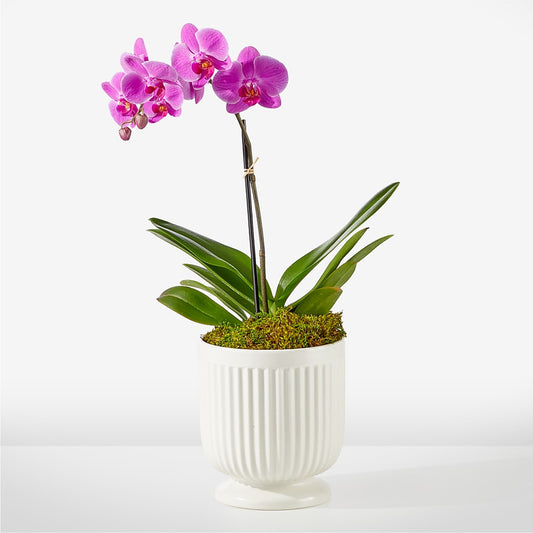 Friendly Fuchsia Orchid –  Coleman Brothers Flowers Inc, Richmond VA