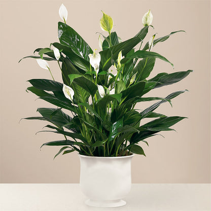 Comfort Planter –  Coleman Brothers Flowers Inc, Richmond VA