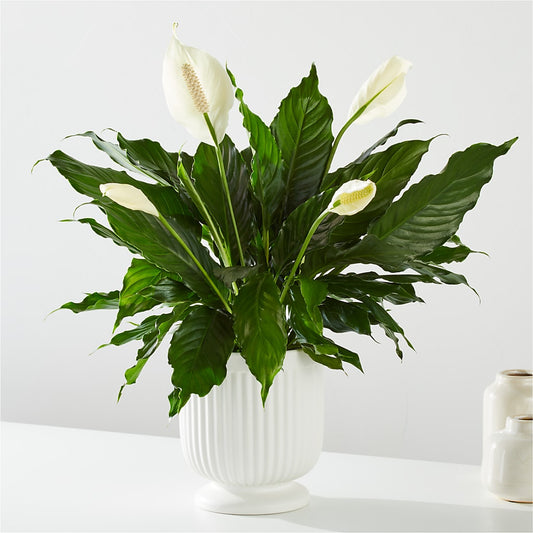 Comfort Planter –  Coleman Brothers Flowers Inc, Richmond VA