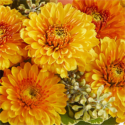 Peachy Pumpkin –  Coleman Brothers Flowers Inc, Richmond VA