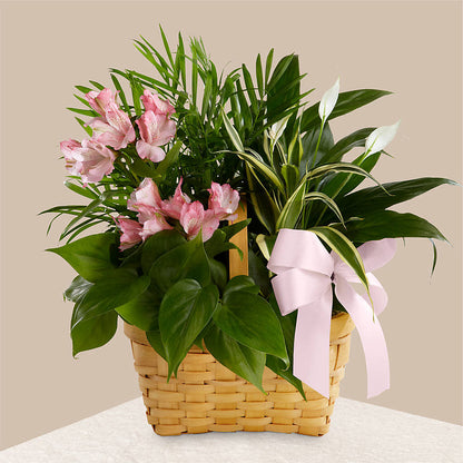 Living Spirit Dishgarden –  Coleman Brothers Flowers Inc, Richmond VA