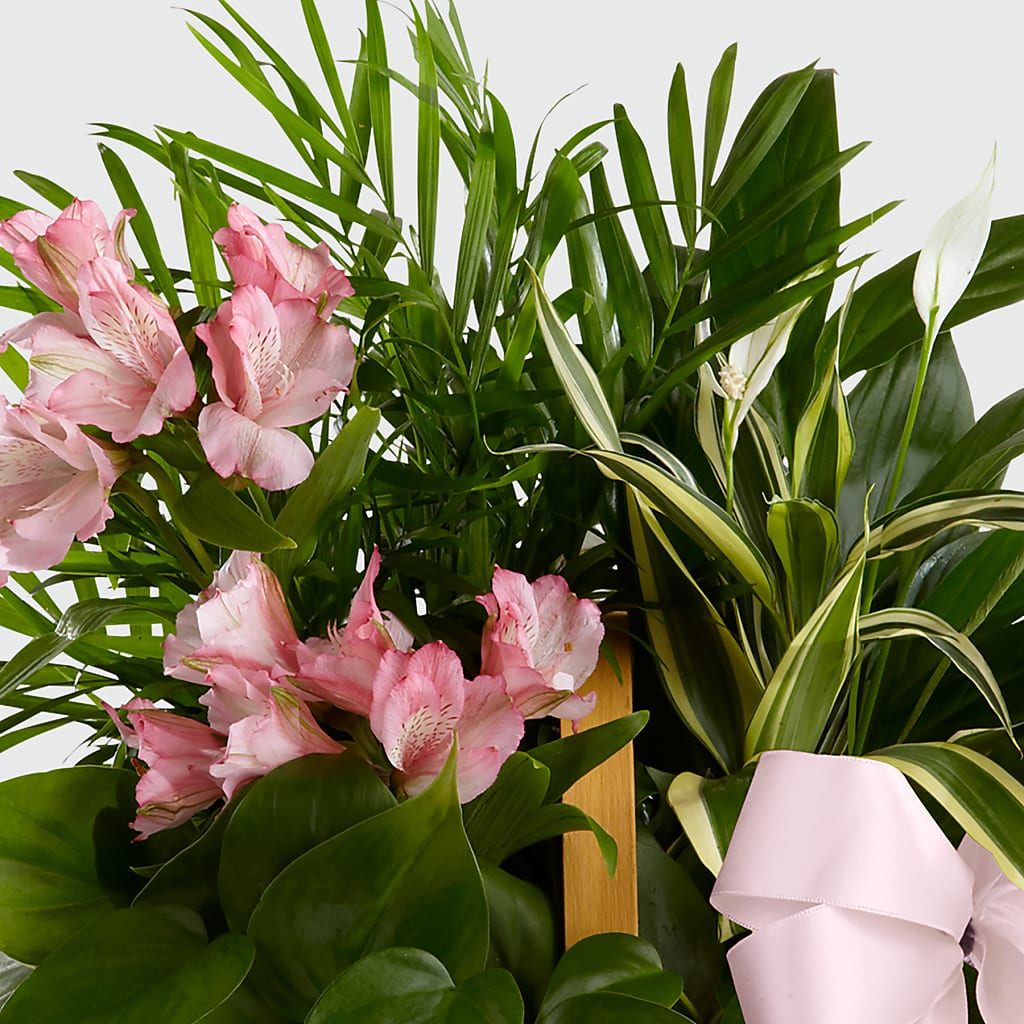 Living Spirit Dishgarden –  Coleman Brothers Flowers Inc, Richmond VA