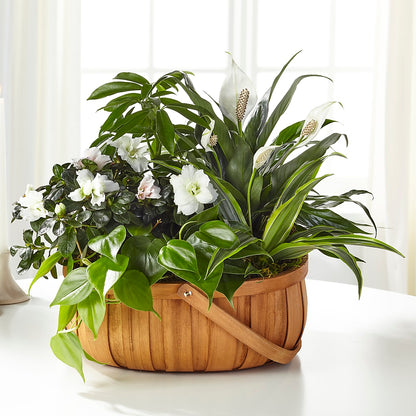 Serene Dishgarden –  Coleman Brothers Flowers Inc, Richmond VA