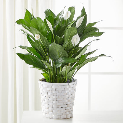 spotted peace lily A New Leaf Peace Lily