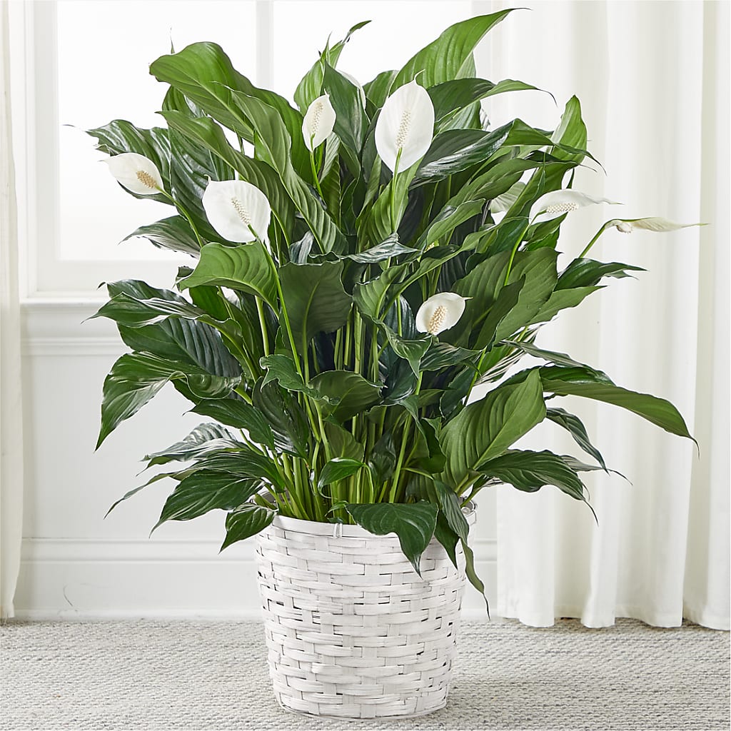 life of peace lily plant A New Leaf Peace Lily – white flower arrangement | Richmond, VA
