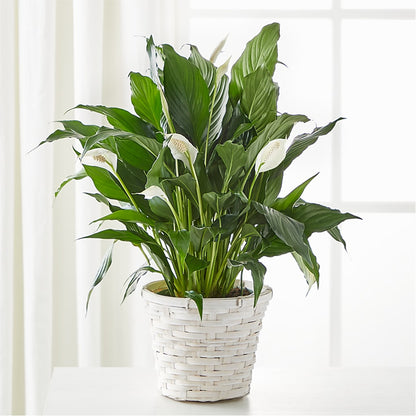 striped peace lily A New Leaf Peace Lily – white flower arrangement | Richmond, VA