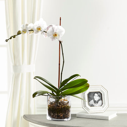 White Orchid Planter –  Coleman Brothers Flowers Inc, Richmond VA