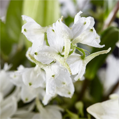 Classic Ivory – A Florist Original –  Coleman Brothers Flowers Inc, Richmond VA
