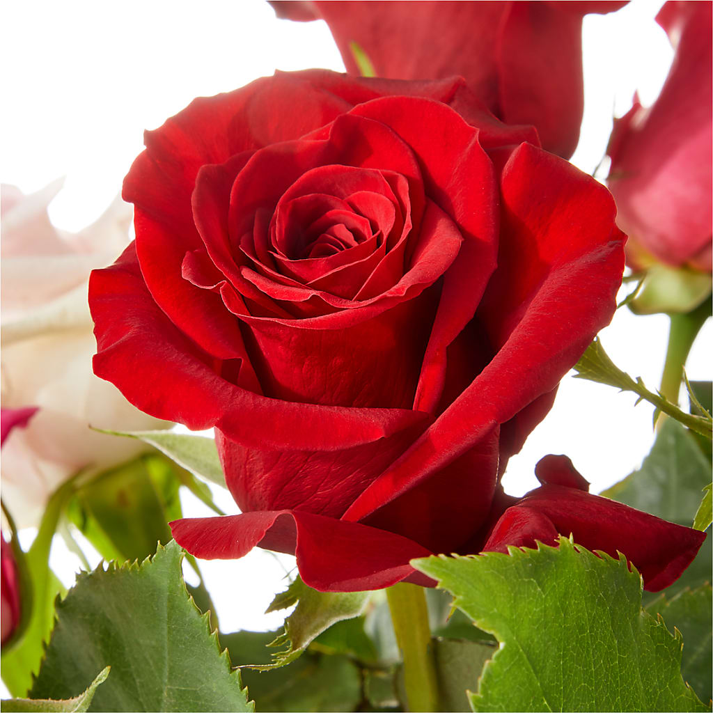 Love Notes Rose Bouquet –  Coleman Brothers Flowers Inc, Richmond VA